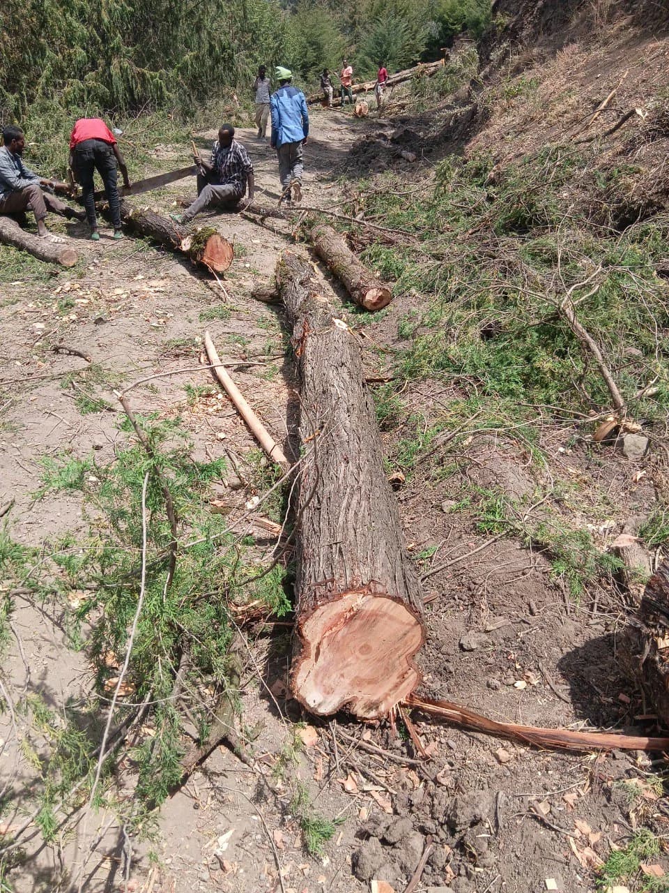 Museum reopening ceremony 2025